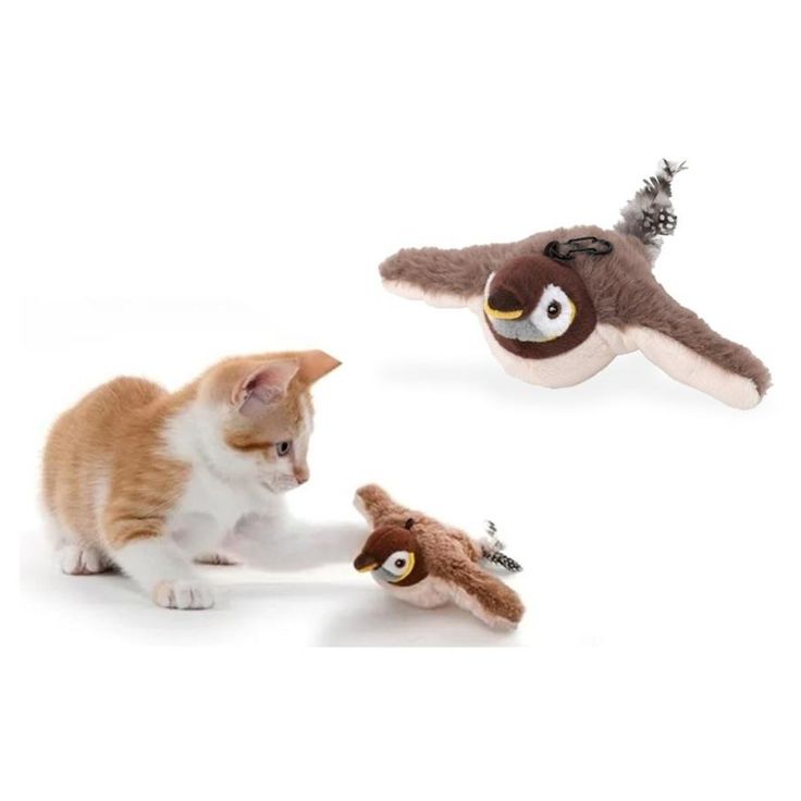 Wingpaw - When curiosity takes flight